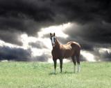 Horse.jpg